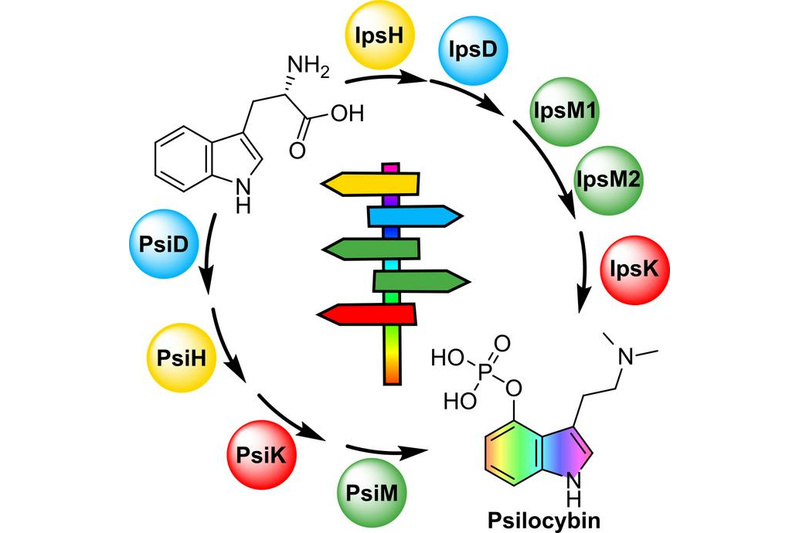 Two different pathways of psilocybin biosynthesis