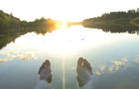 Flux de travail de l&rsquo;IA pour les développeurs de logiciels et nécessité de surveillance