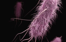 Le modèle Stanford Evo 2 AI génère des phages contre E. coli